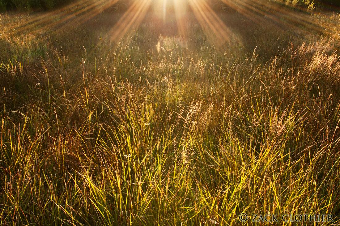 Paradise Meadows
