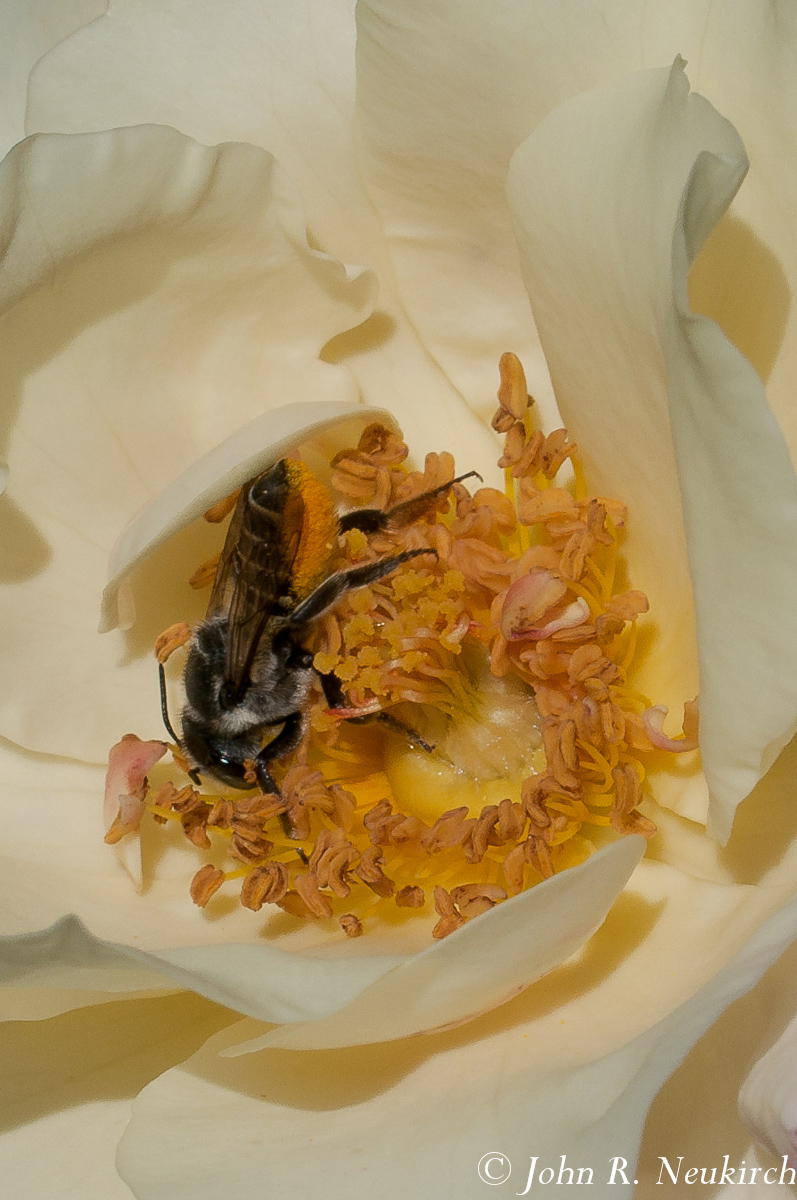 Professional Pollinator