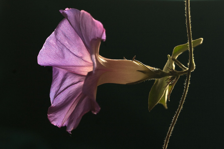 Morning Glory at evening