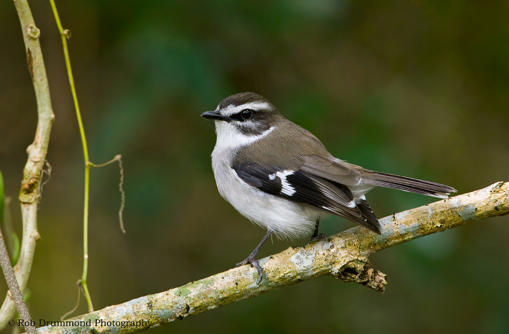 White-browed Robin