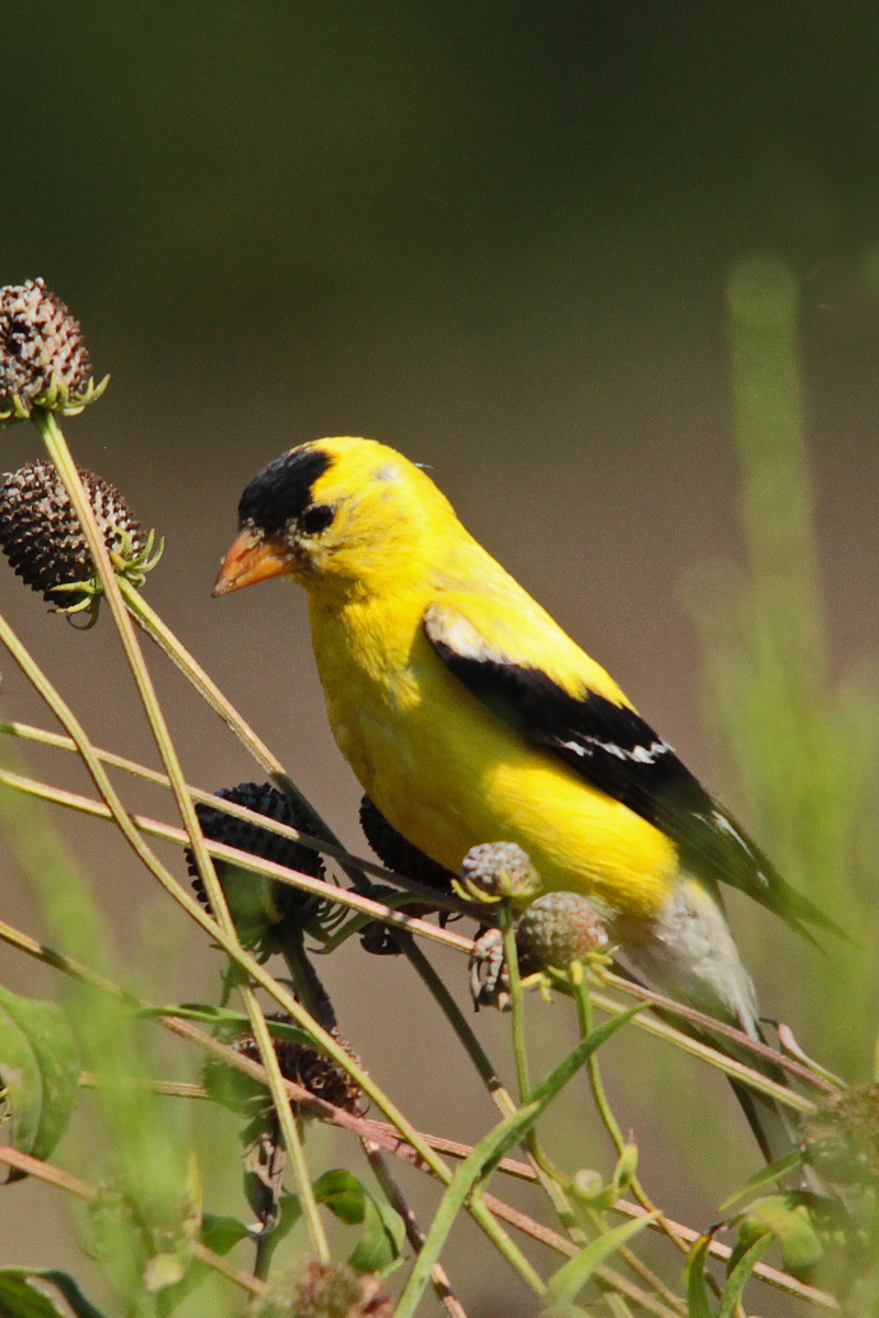Gold finch