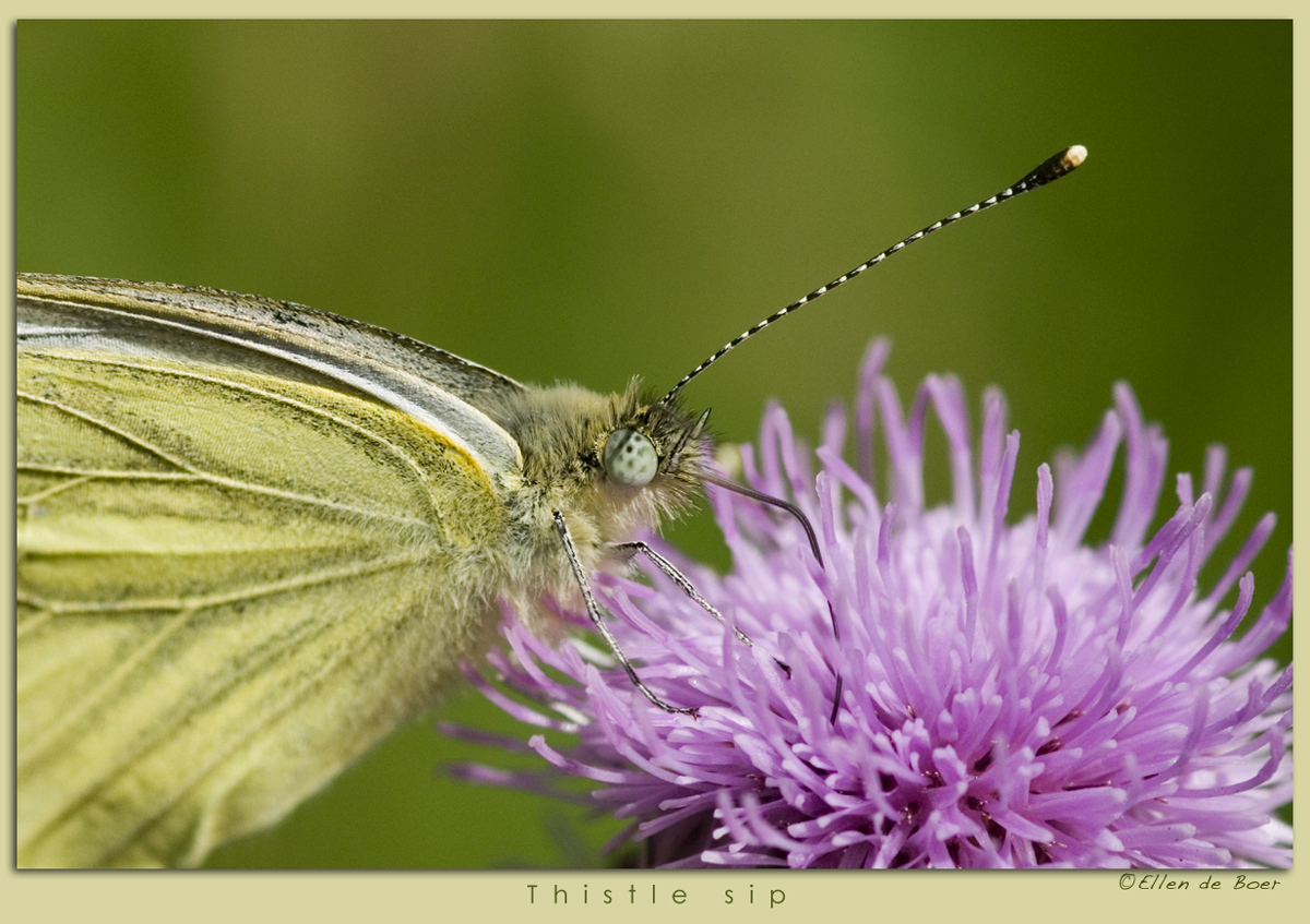 Sipping on a thistle