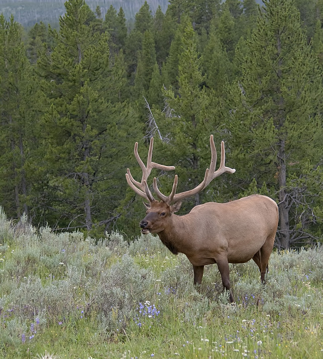 Bull Elk at Dawn