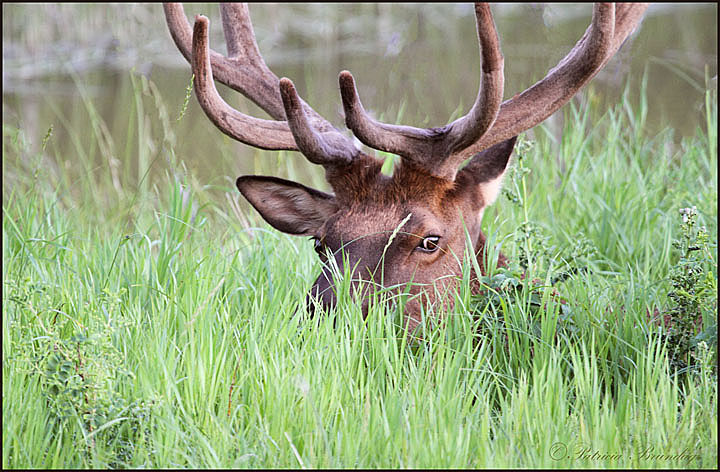 Watchful Eye