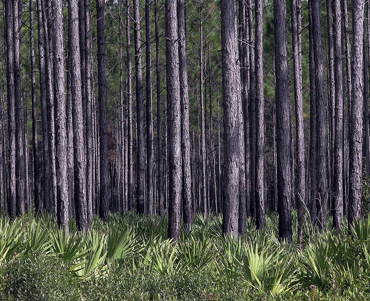 #549-Palmetto/Pine+repost
