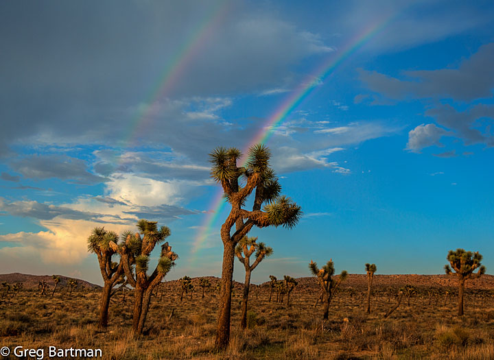 Rainbow in Joshua Tree N