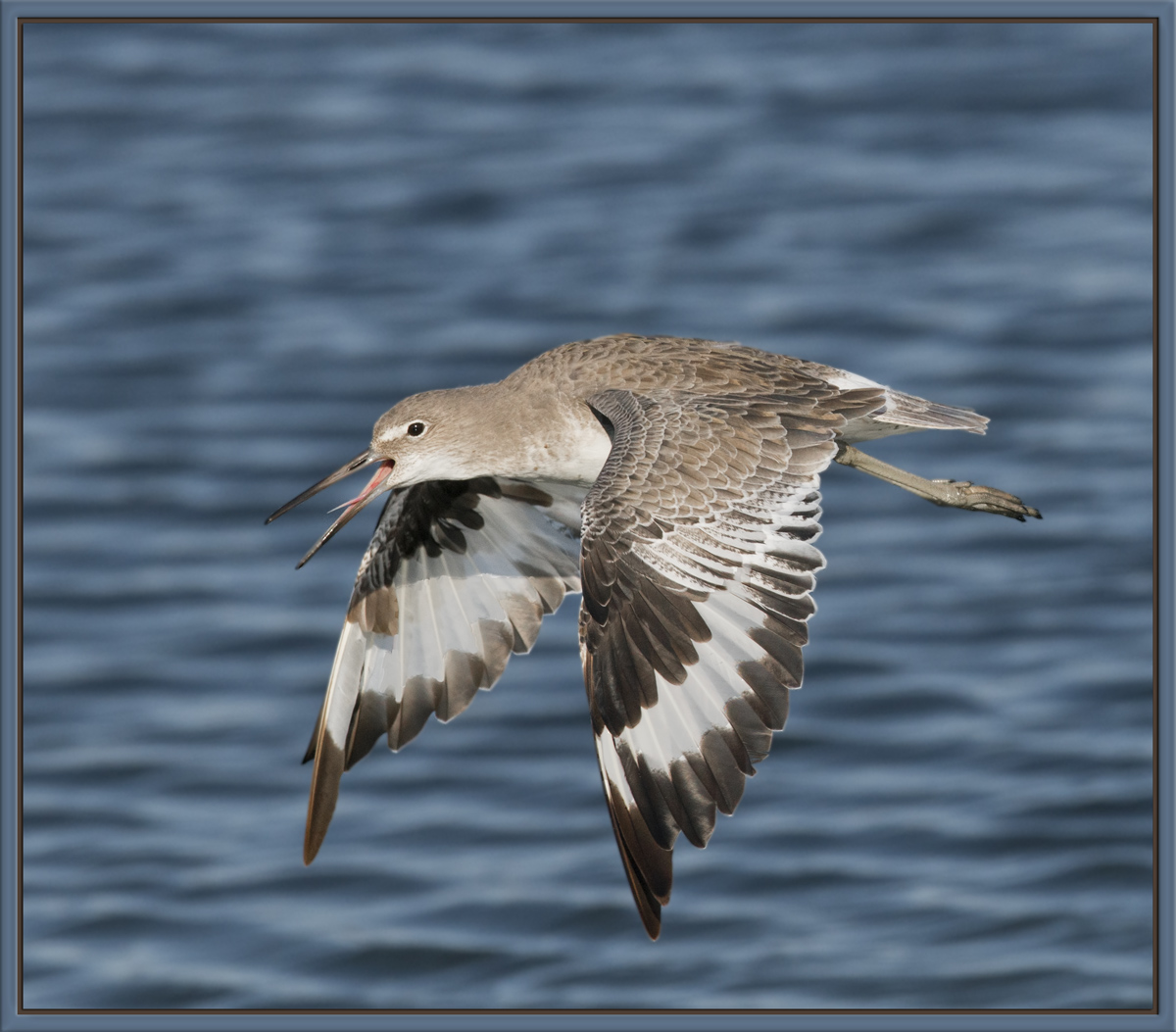 Willet Warning