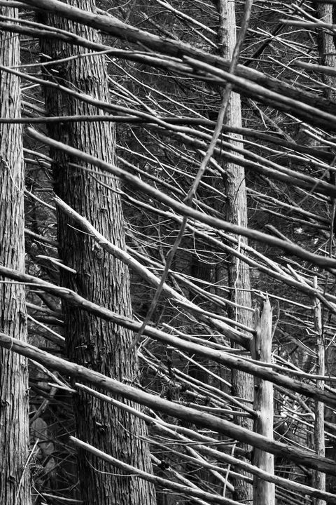 Parallel Branches