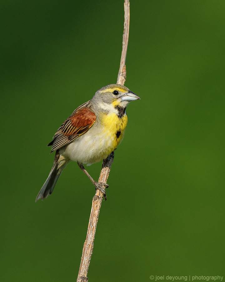 Dickcissel