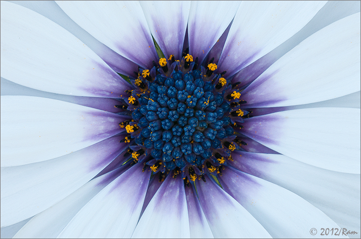 Osteospermum