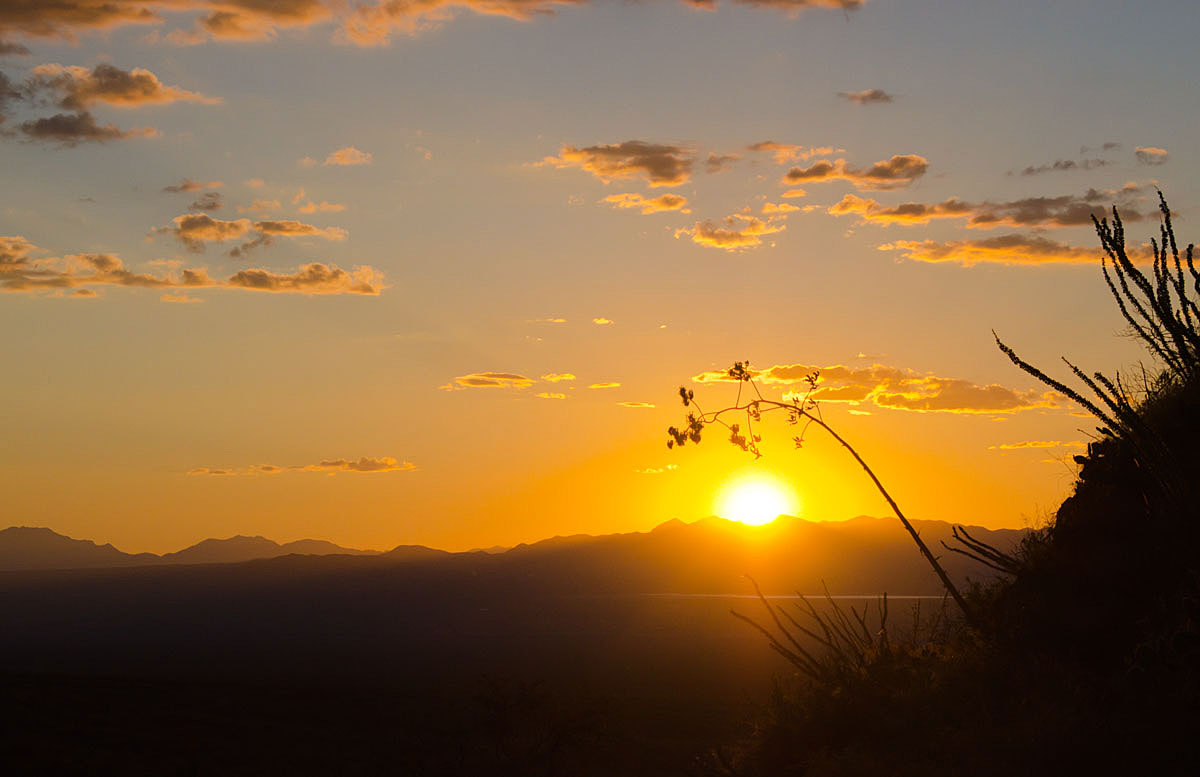 Yucca Sunset
