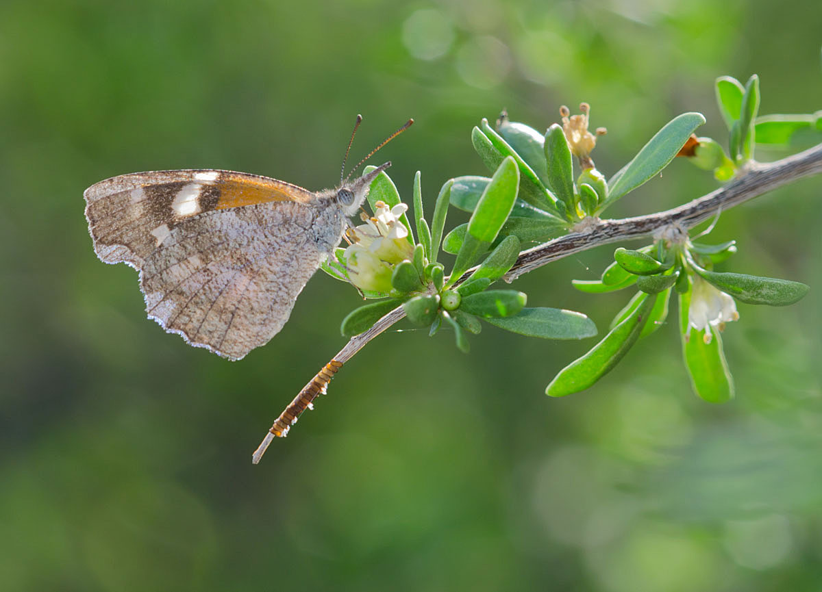 Snout Butterfly