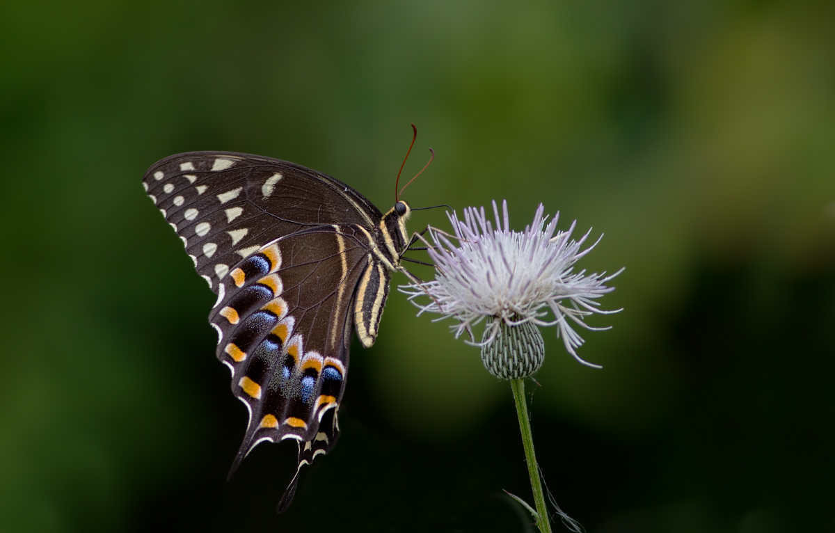 Palamedes Swallowtail