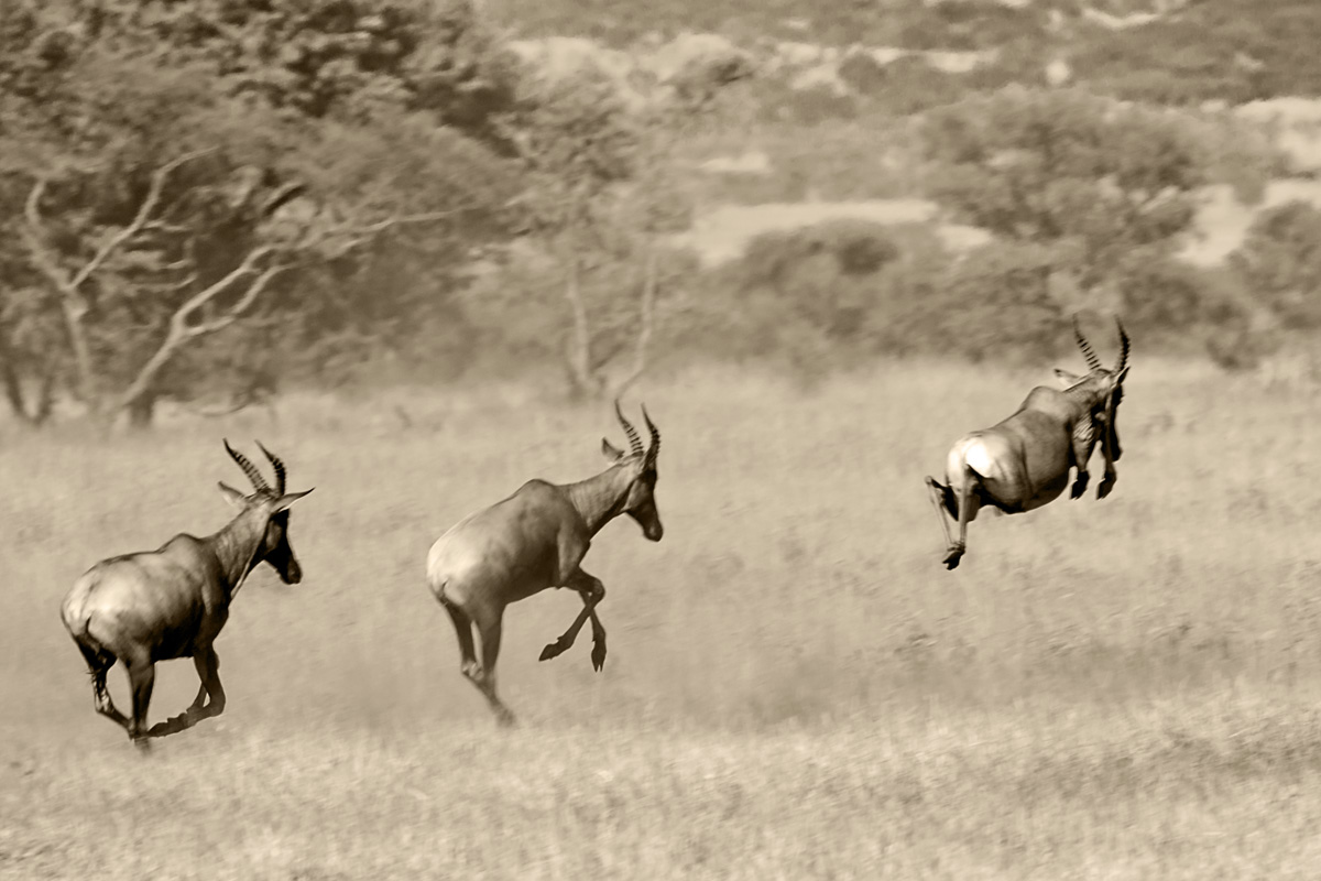 JumpingTopis ?