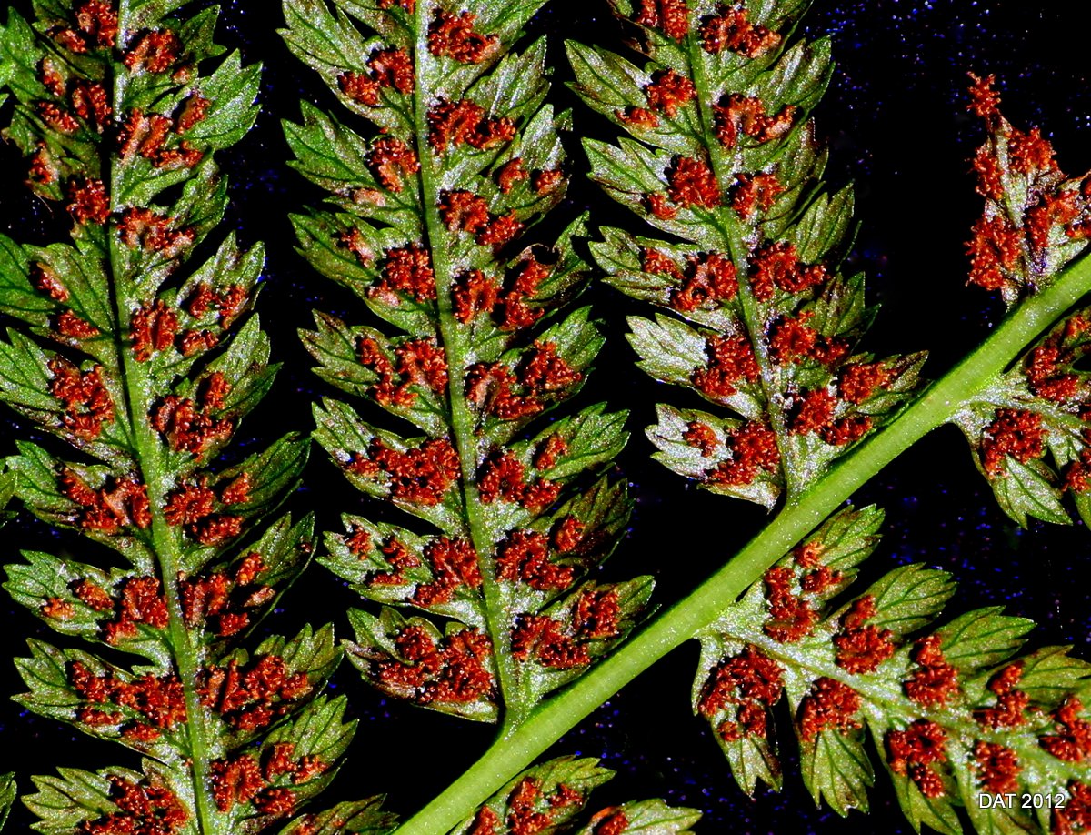 Lady fern spores