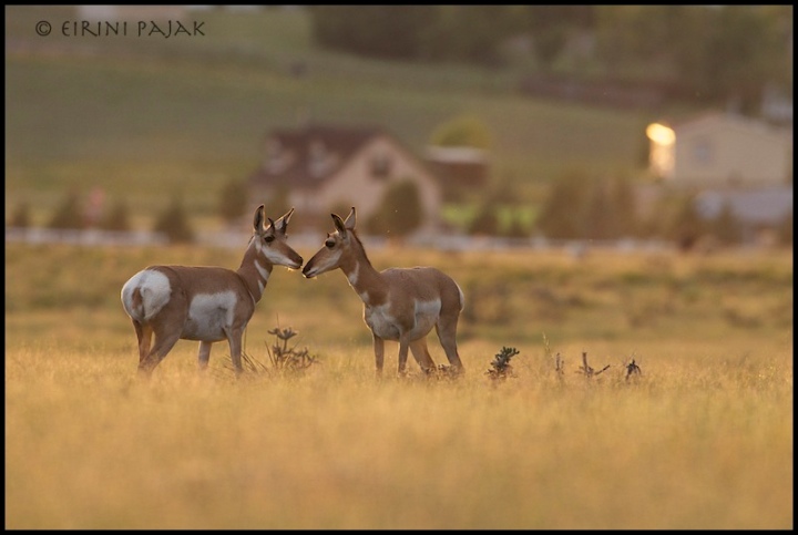 Pronghorn + REPOST