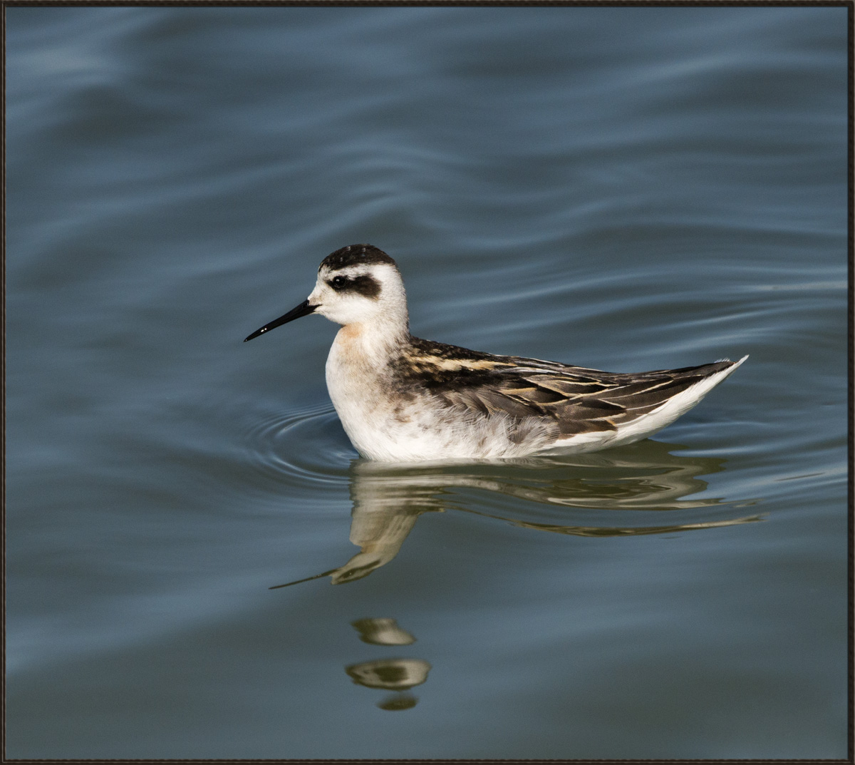 Red-Necked Phalarope