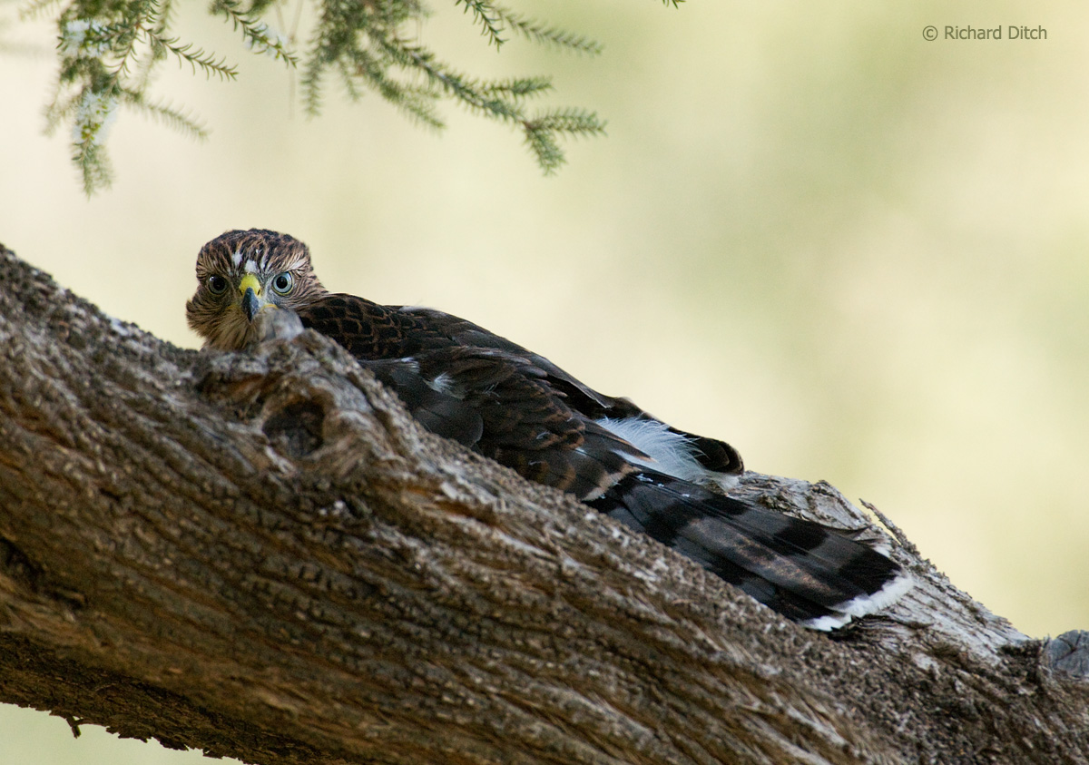 Cooper's Hawk