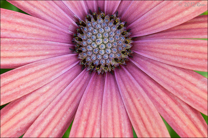 Osteospermum-2