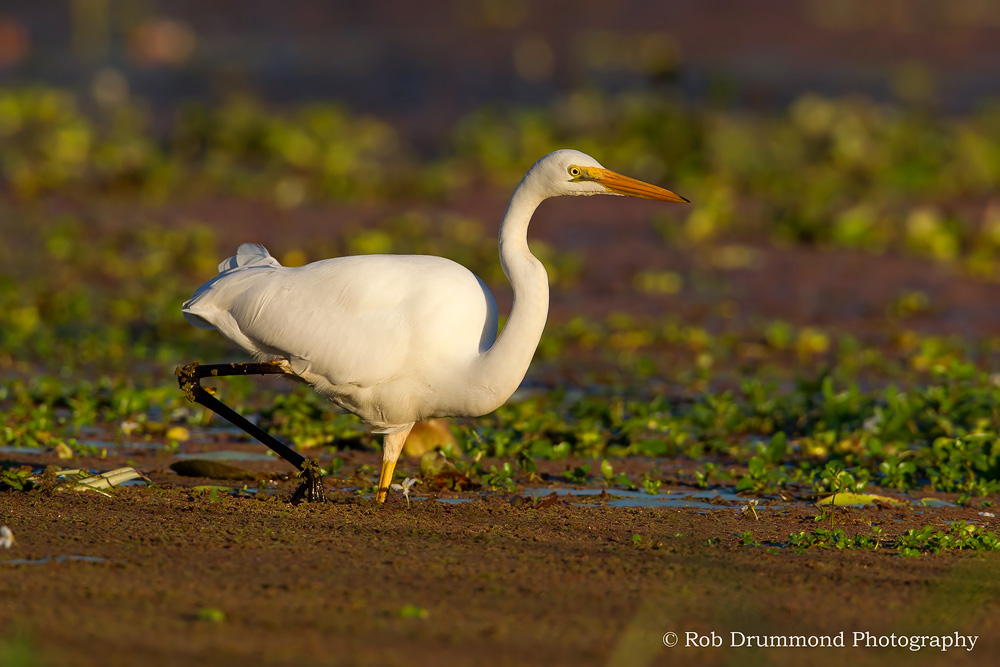 Great Egret