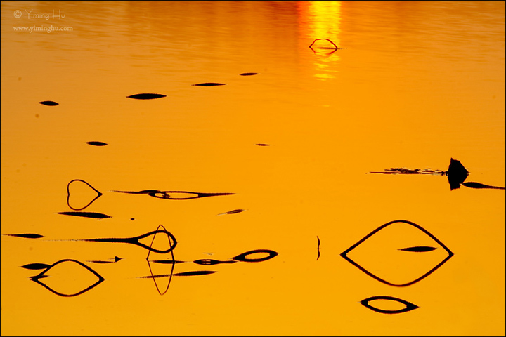 Lotus Pond Abstract