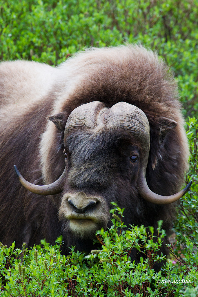 Musk Ox