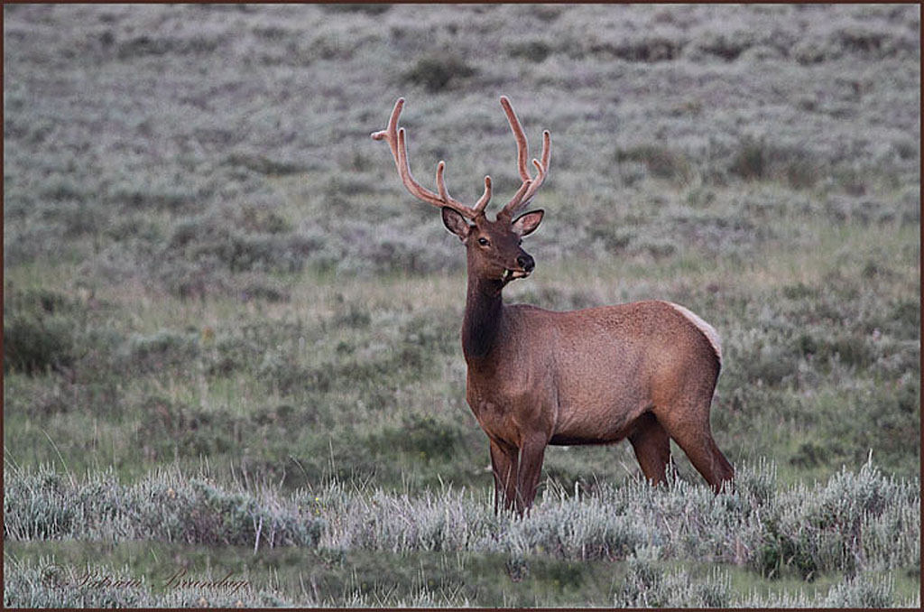 Young Elk