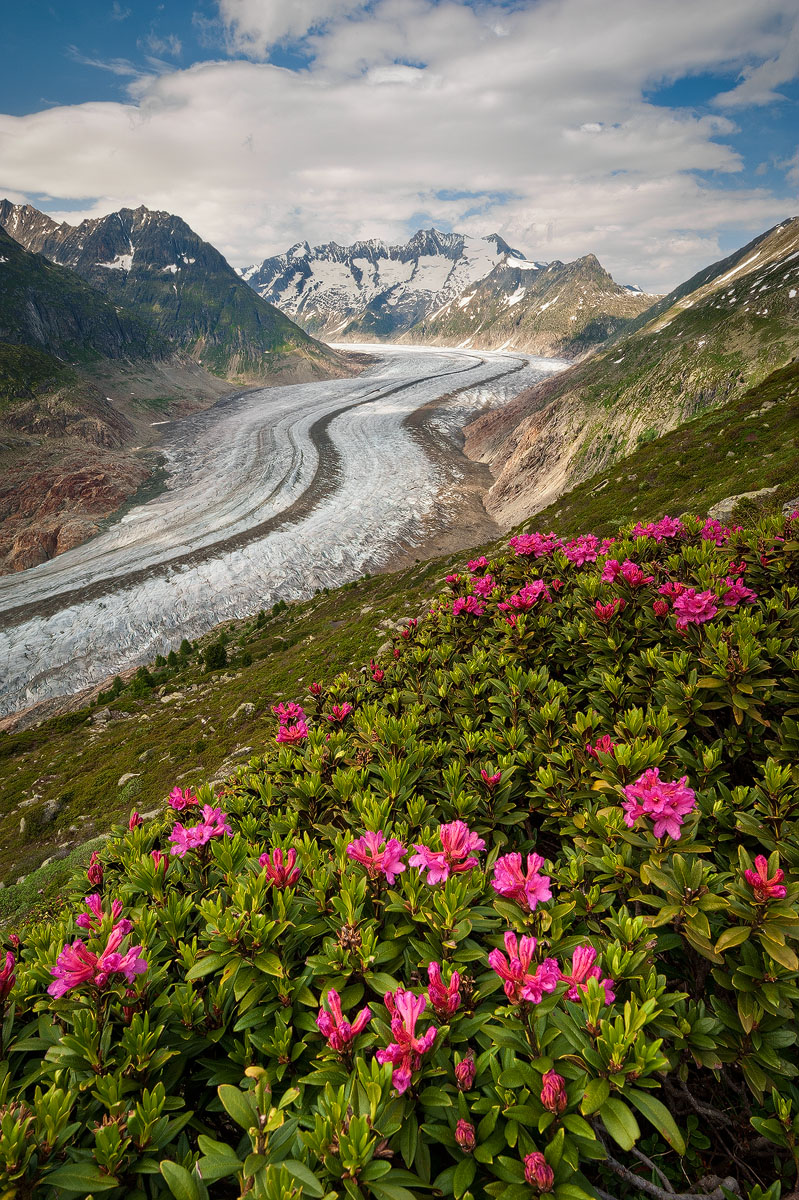 Alpine Beauty(Vertical)with Repost