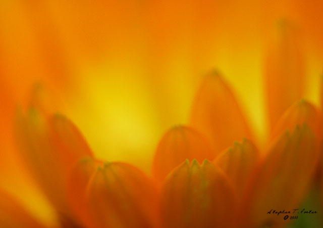 Orange Glow