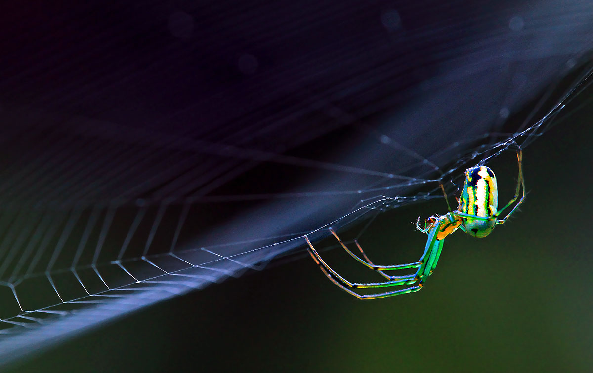 Another Orbweaver