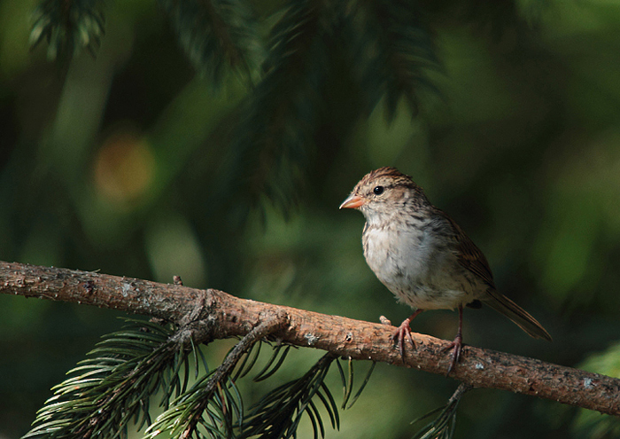 Chipping sparrow  