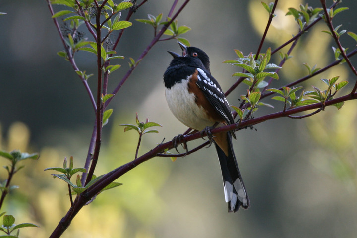 Singing Spotted Towhee