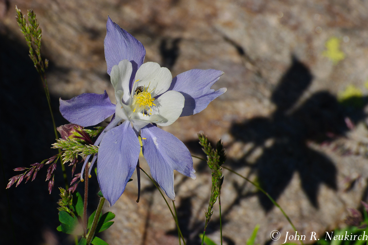 Blue Columbine