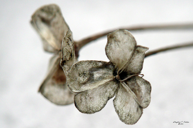 Winter Blooms