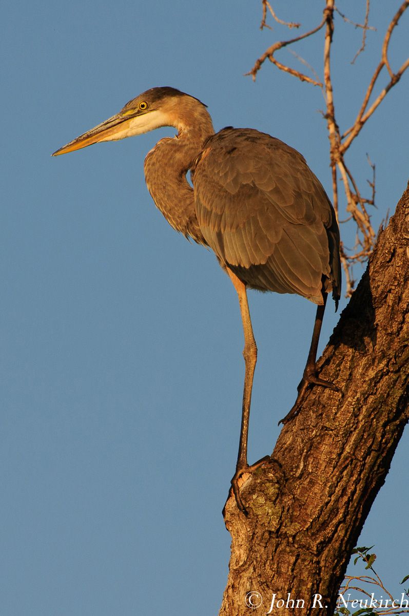 GBH at dawn