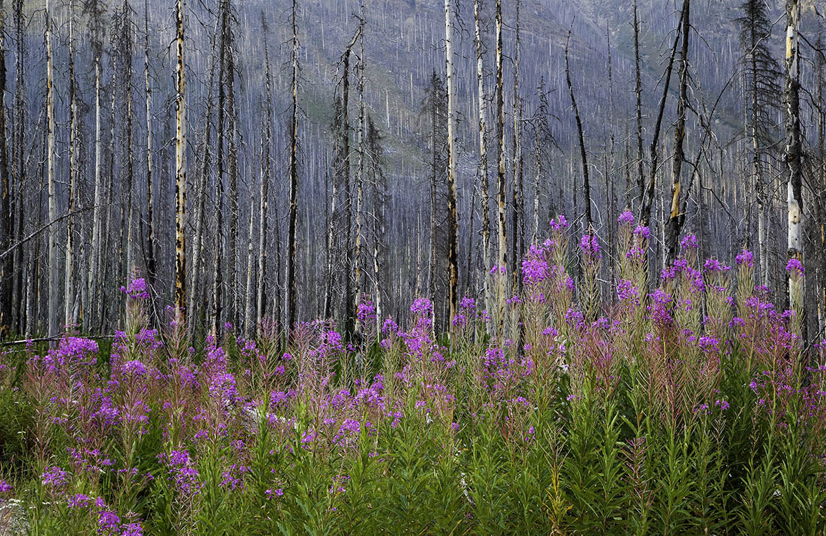 Fireweed #2