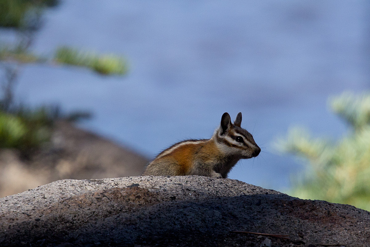 Chipmunk