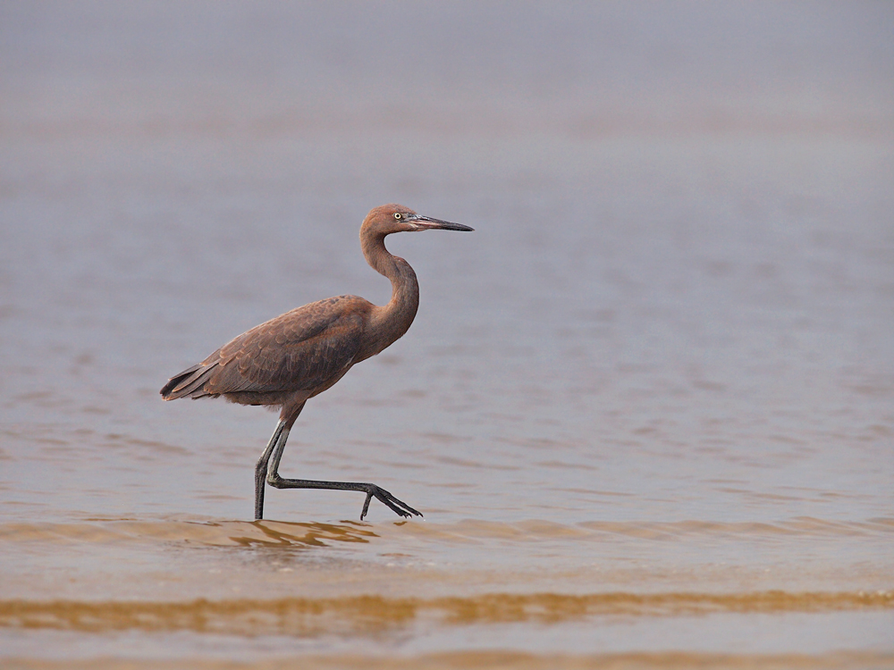 Another juvenile Reddish