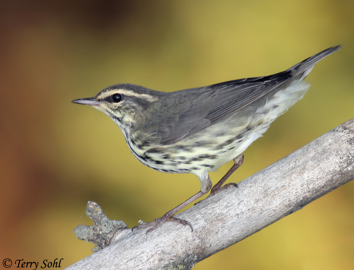Northern Waterthrush