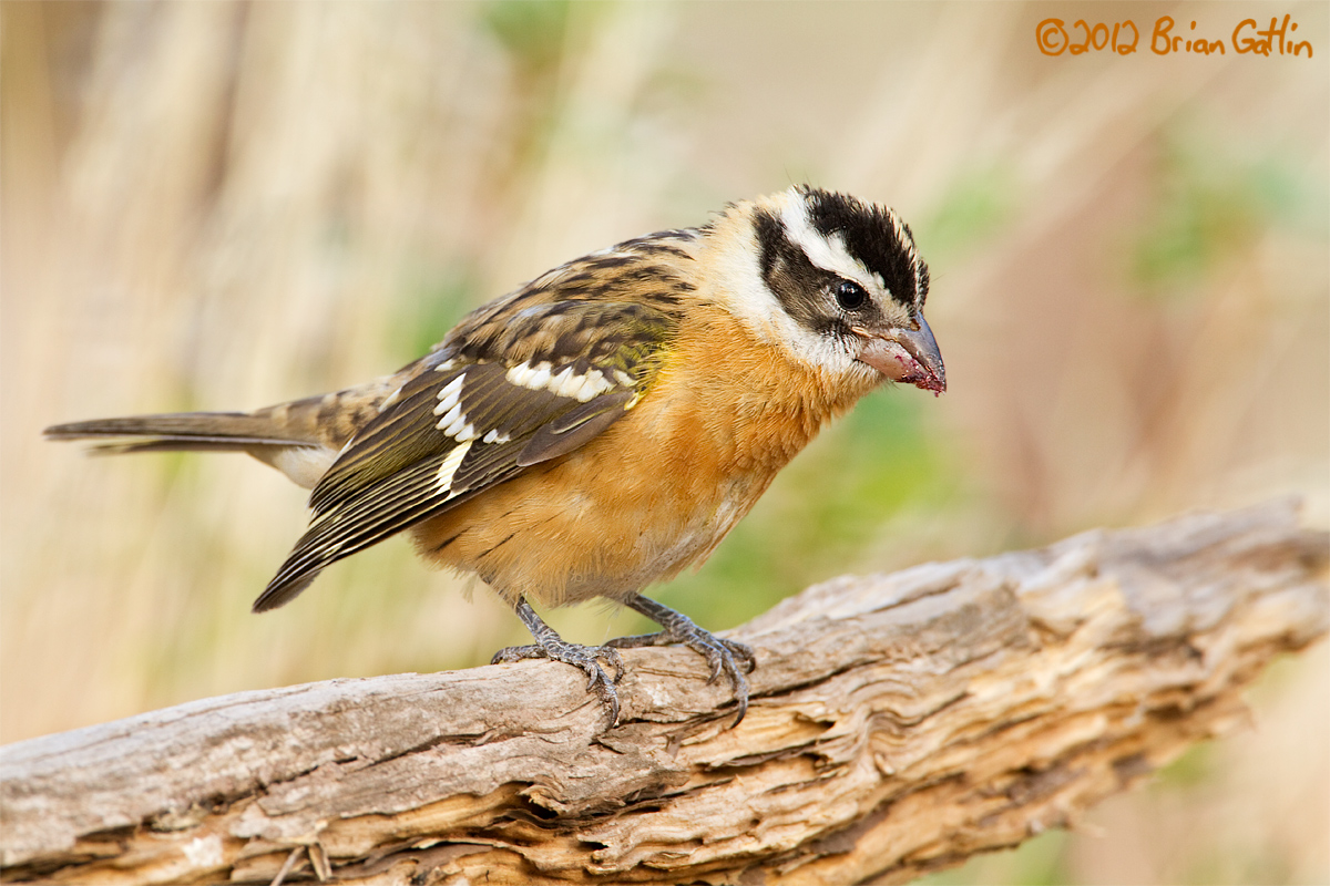 Black-headed Grosbeak