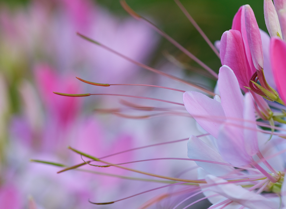 Cleome series #5
