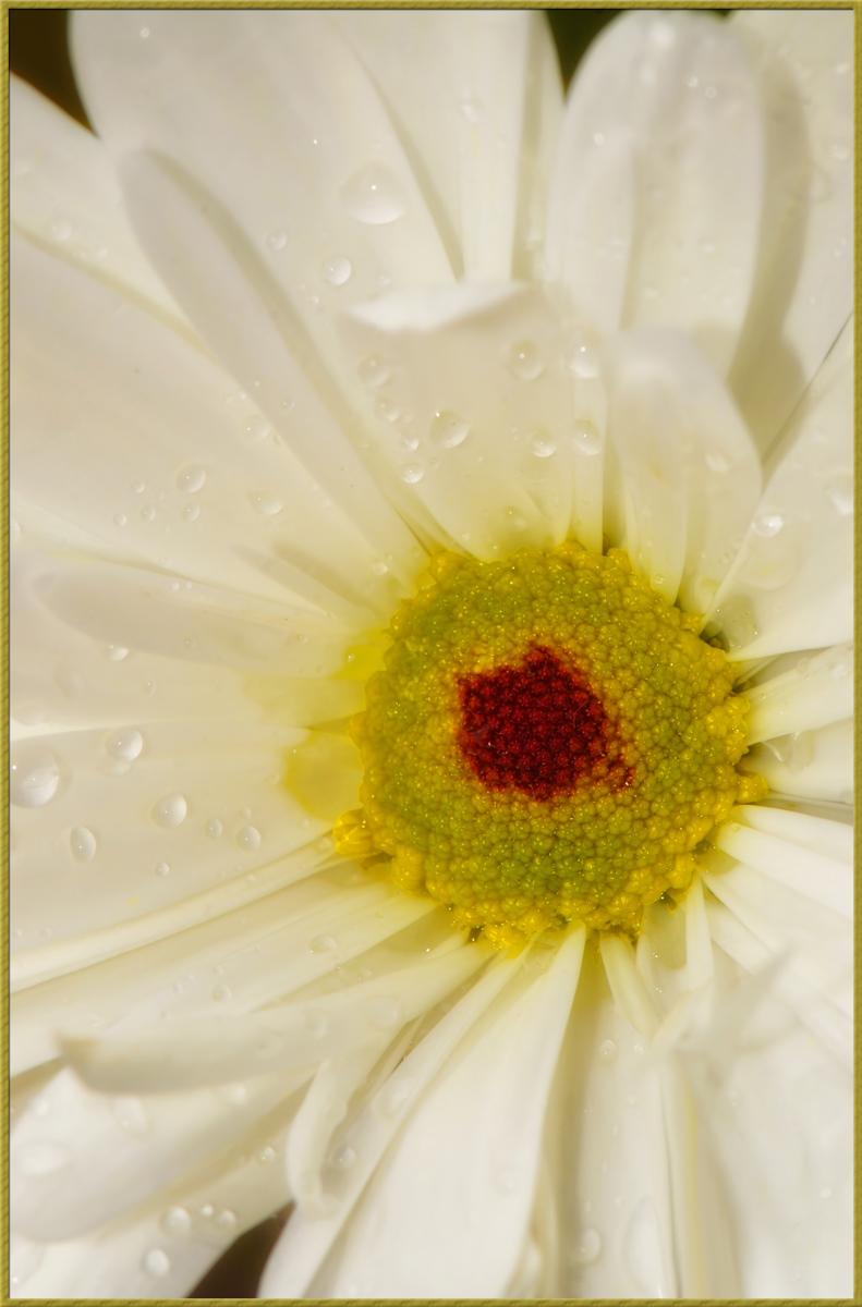 Daisy 12