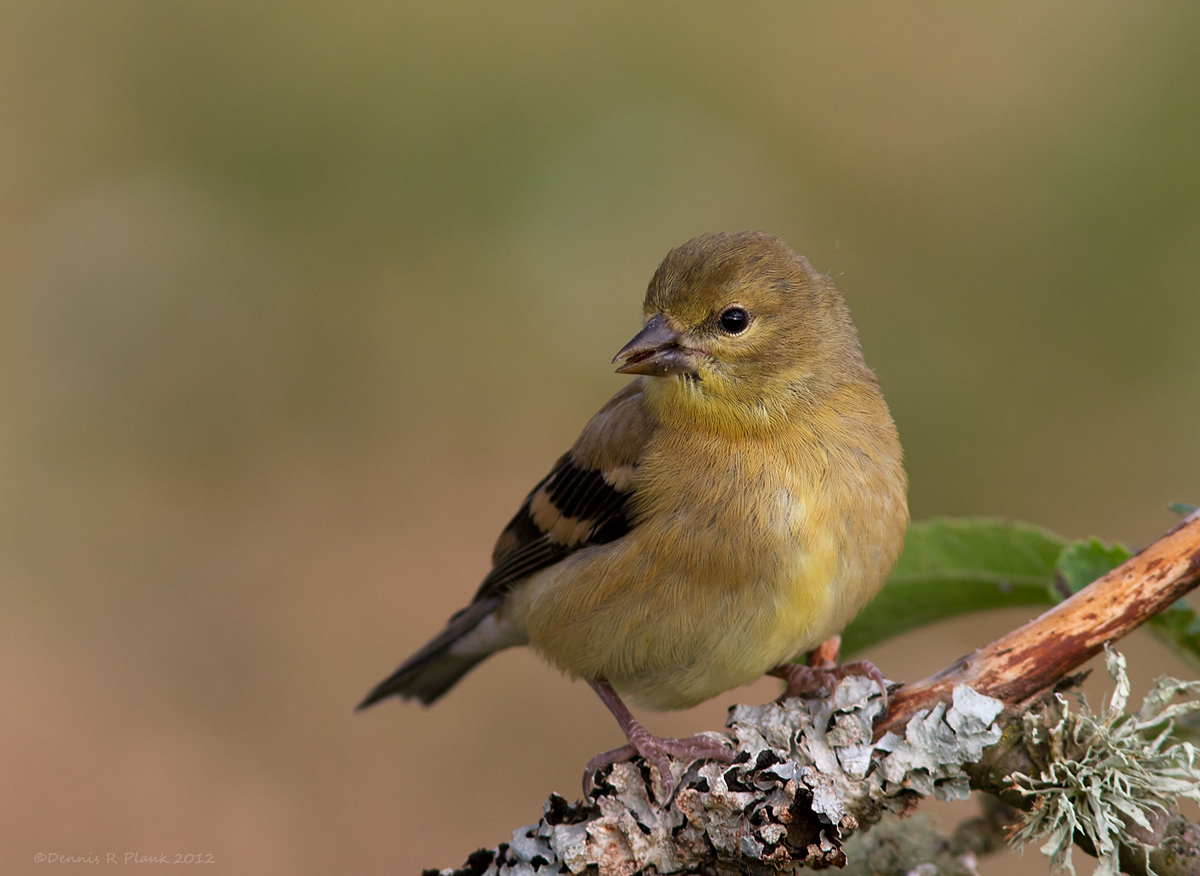 American Goldfinch