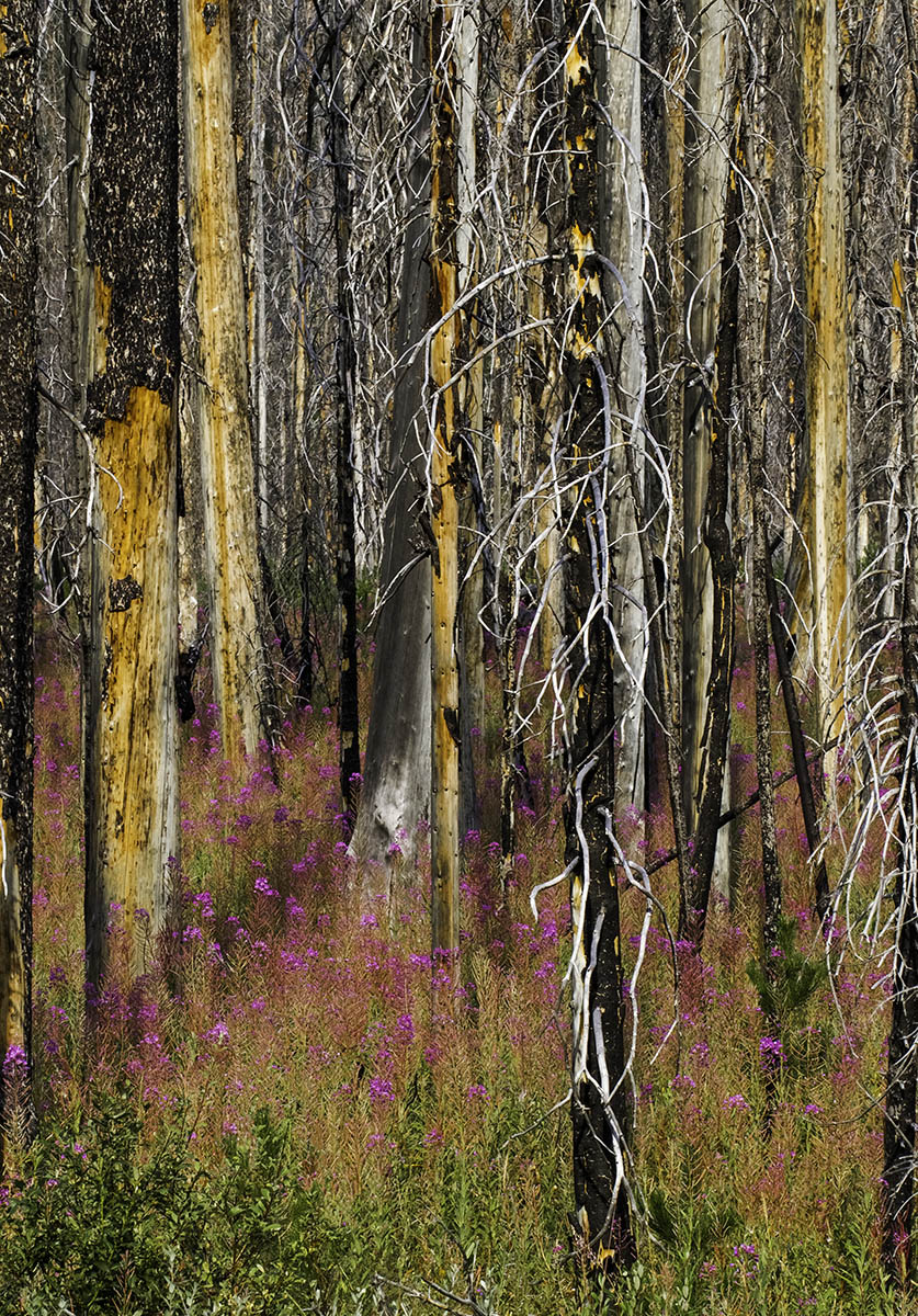 Fireweed #3