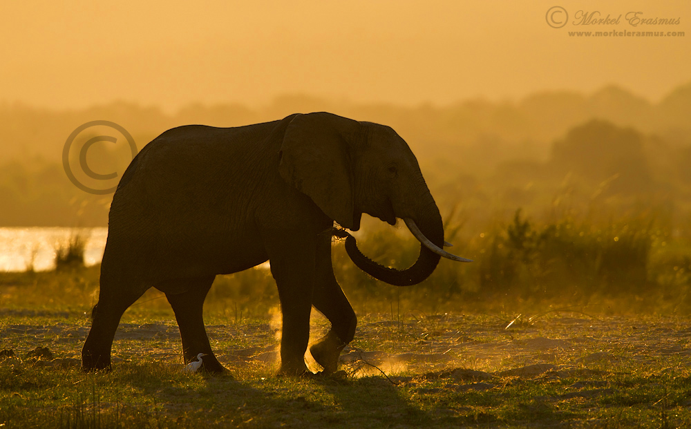 Elephant & Dust