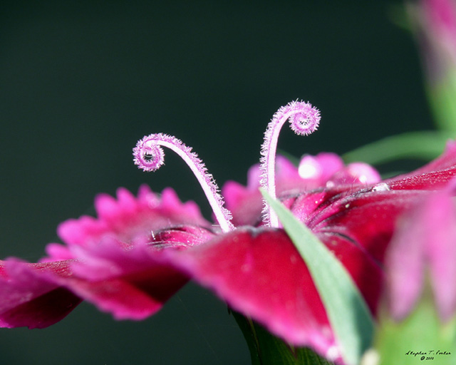 Butterfly in Hiding :)