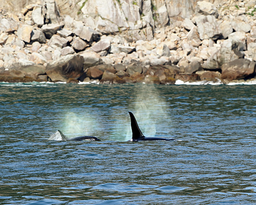 Amazing orcas