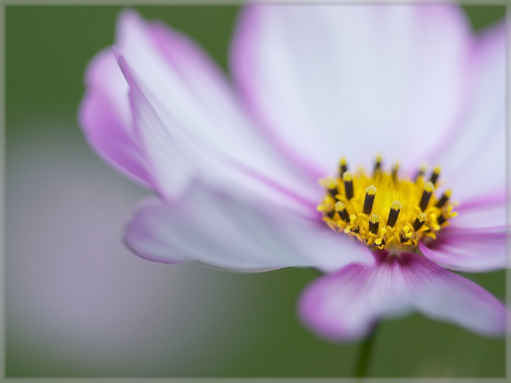 Cosmos