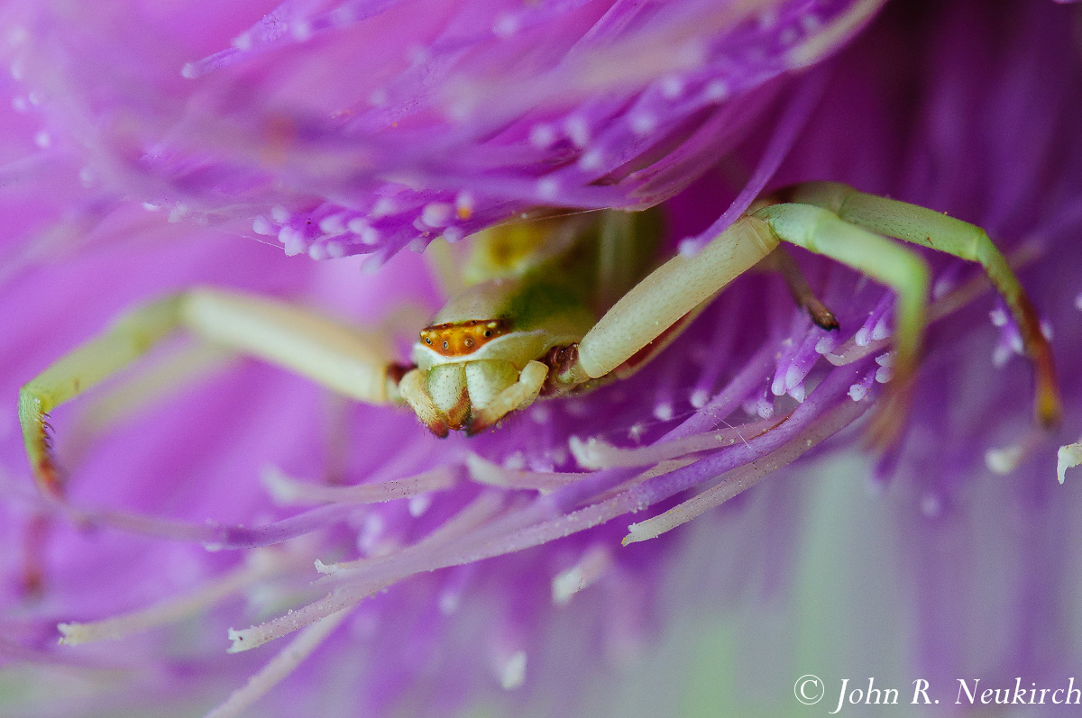 Goldenrod Crab Spider