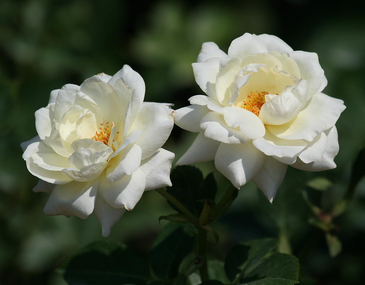 White Roses